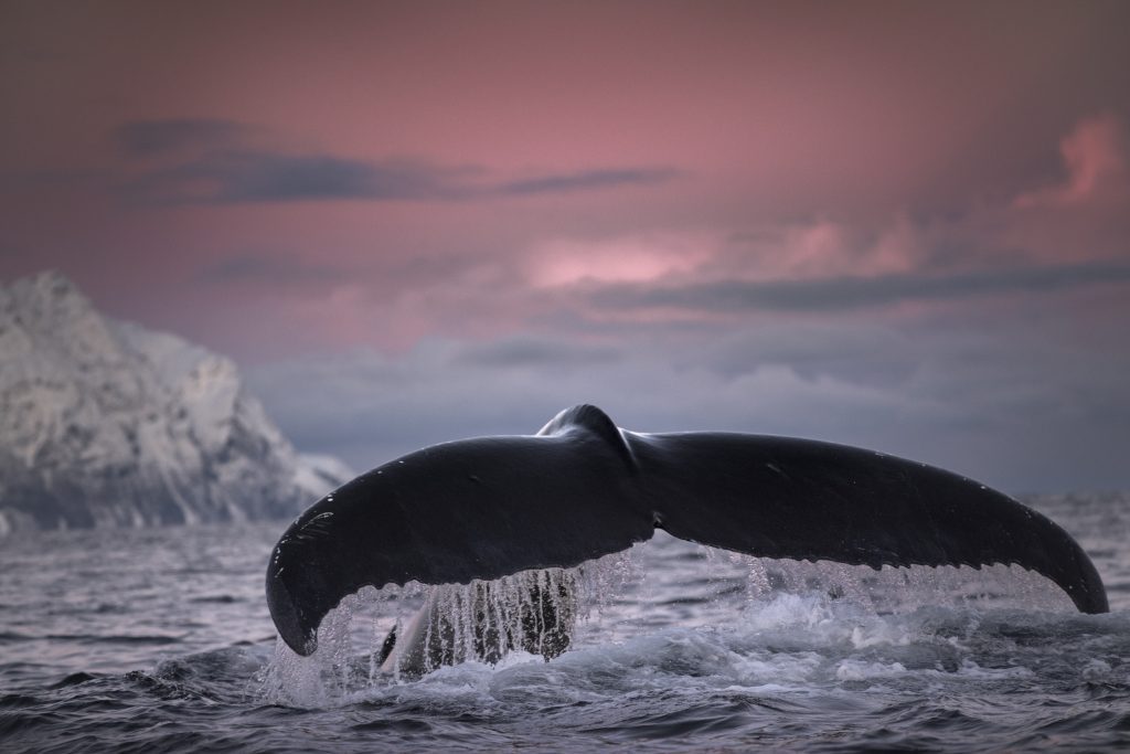 humpback whale diving, skjervøy, troms, norway