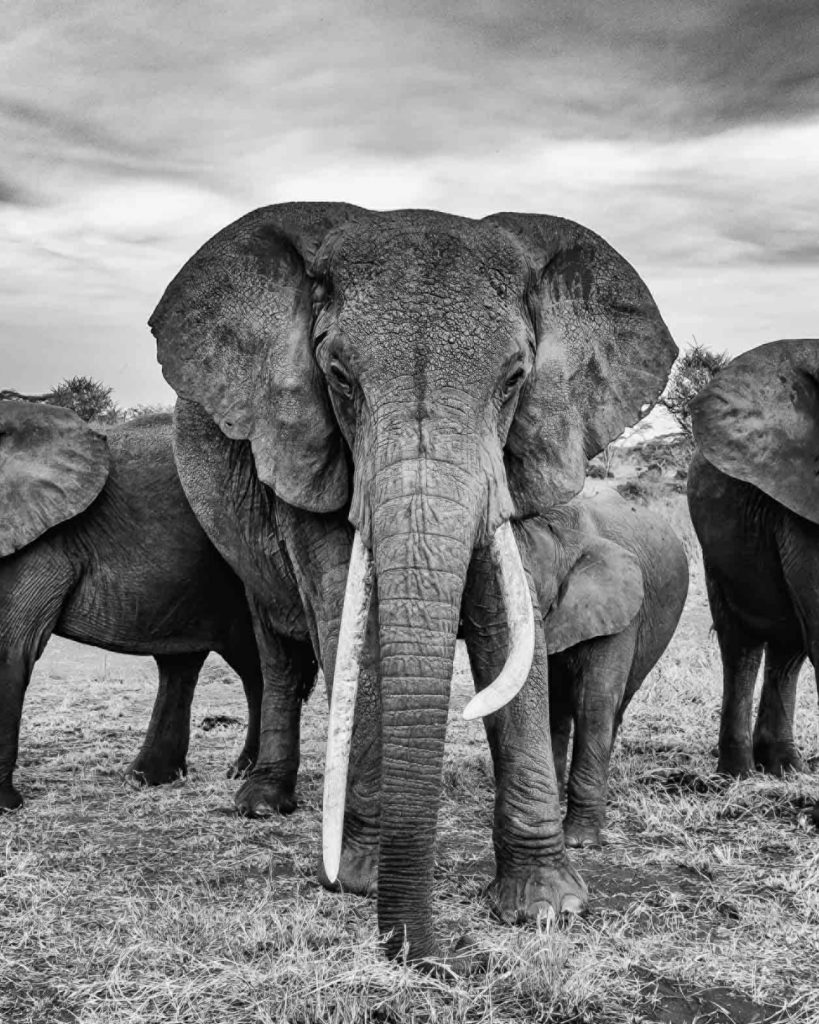 wildlife