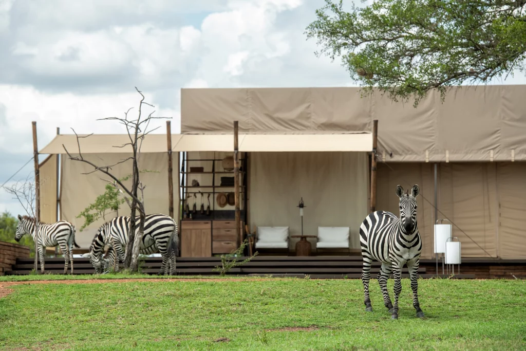 sgr lodge sabora tented camp wildlife zebra herd ross couper 2