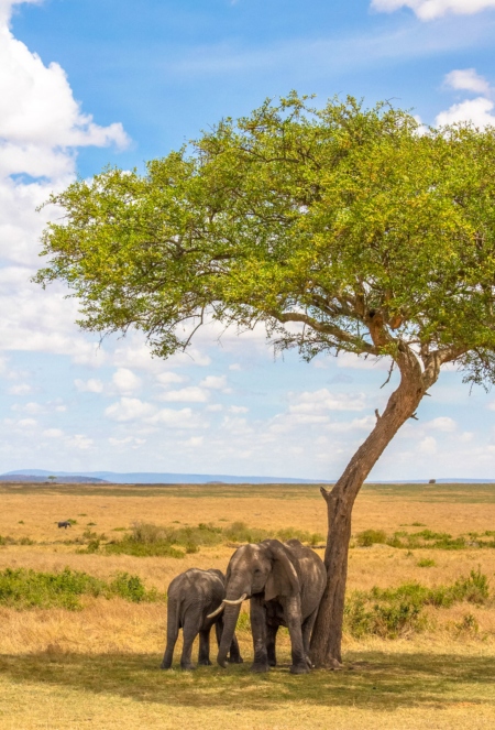 masai mara elephants cropped